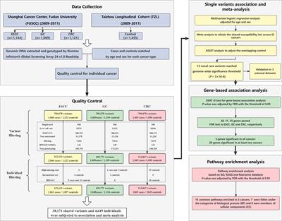 Rare variants confer shared susceptibility to gastrointestinal tract cancer risk